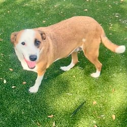 Photo of Wasabi 5047, adoptable Mixed Breed (Medium) in Loxahatchee, Florida