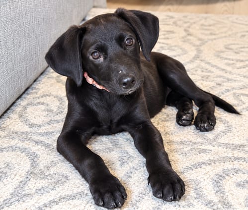 Photo of Della, adoptable Hound in Mooresville, North Carolina