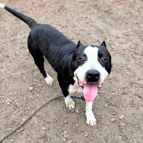 Photo of Roddy, adoptable American Pit Bull Terrier in Oakland, California