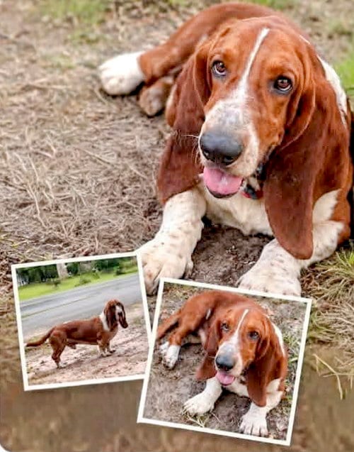 Photo of Copper Ms, adoptable Basset Hound in Milmay, New Jersey