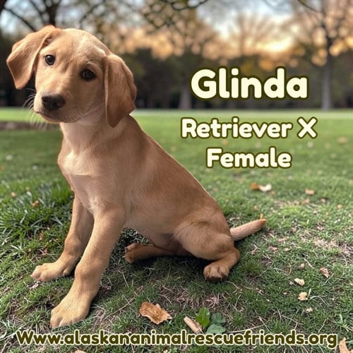 Photo of Glinda, adoptable Retriever in Anchorage, Alaska