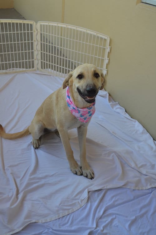 Photo of Ginger, adoptable Anatolian Shepherd in McKinney, Texas