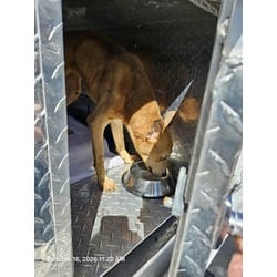 Photo of Azula, adoptable Alaskan Malamute in Land O'Lakes, Florida