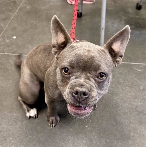 Photo of Melody, adoptable French Bulldog in Santa Cruz, California