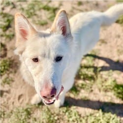 Photo of Marshmallow, adoptable Husky in Aurora, Colorado