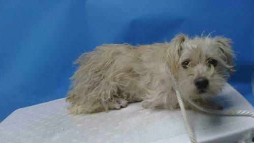 Photo of A5798890, adoptable Terrier in Gardena, California