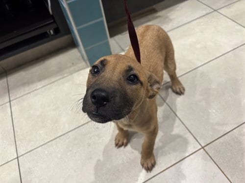 Photo of Sasha, adoptable Rhodesian Ridgeback in Garland, Texas