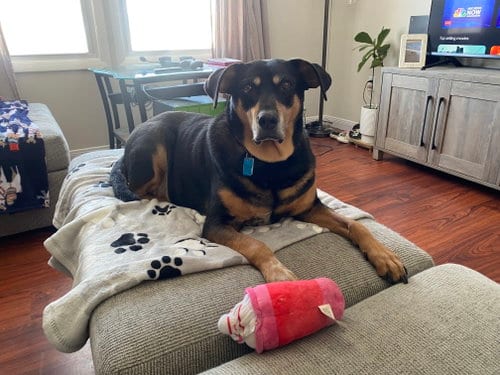 Photo of RUSTY (BONDED w/TANK), adoptable Unknown breed in Columbia, Maryland