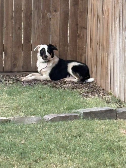 Photo of Blaze, adoptable Border Collie in Dallas, Texas