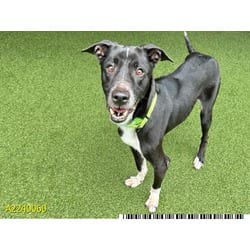Photo of Milo, adoptable Mixed Breed (Medium) in West Palm Beach, Florida