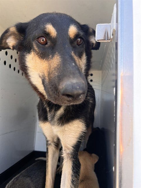 Photo of A170443, adoptable Labrador Retriever in Bakersfield, California