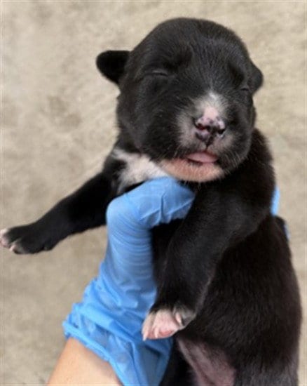 Photo of Nibbles, adoptable Labrador Retriever in San Bernardino, California