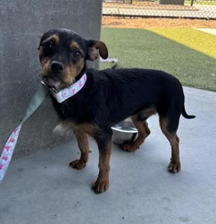 Photo of Balboa, adoptable dog in Atlanta, Georgia
