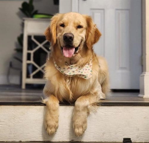 Photo of Gus, adoptable Golden Retriever in Centerville, Massachusetts