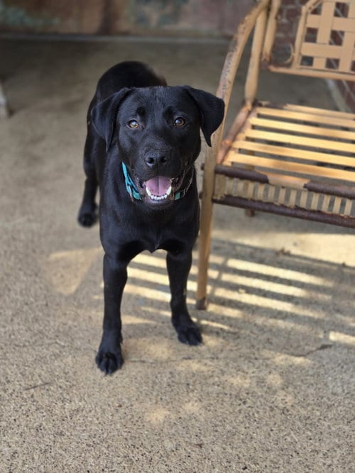 Photo of Bean, adoptable Labrador Retriever in Boston, Kentucky