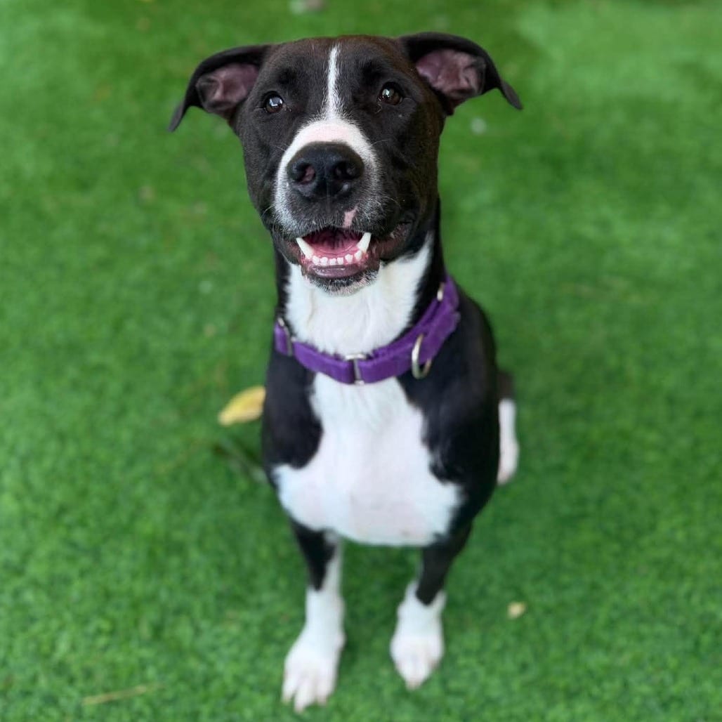 Photo of Canto, adoptable Retriever, Labrador / Terrier, American Staffordshire in Whitestone, New York