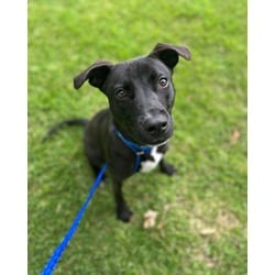 Photo of Waffles, adoptable American Pit Bull Terrier in Baton Rouge, Louisiana