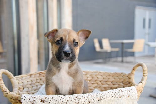 Photo of Jedediah Smith, adoptable Labrador Retriever in Sandy, Utah