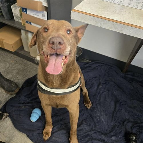 Photo of Baylor, adoptable Labrador Retriever in Casper, Wyoming