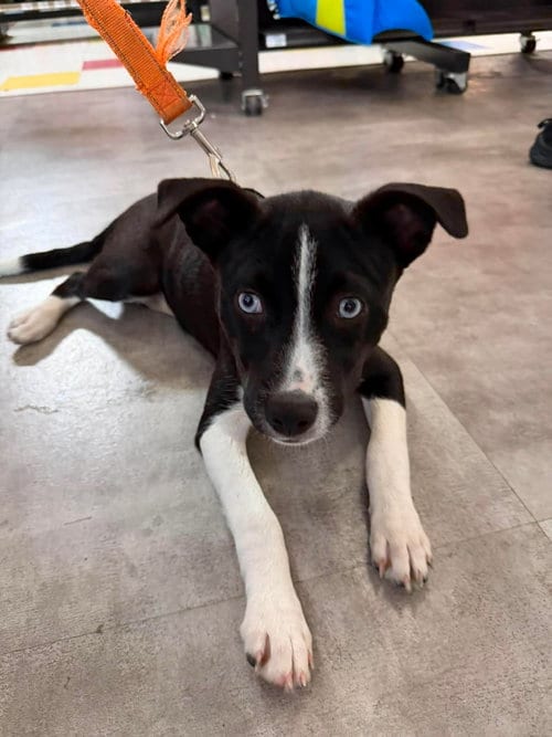 Photo of Pixel, adoptable Feist in Holbrook, New York