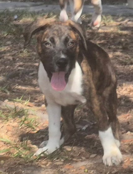 Photo of Reese, adoptable Pit Bull Terrier in The Woodlands, Texas