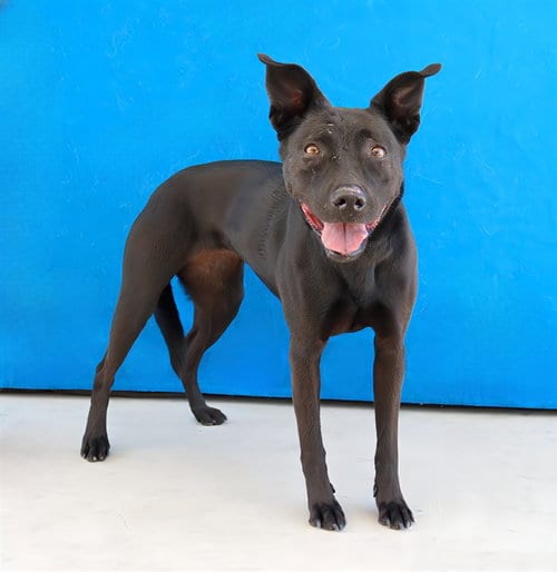 Photo of Mariana, adoptable Catahoula Leopard Dog in Baldwin Park, California