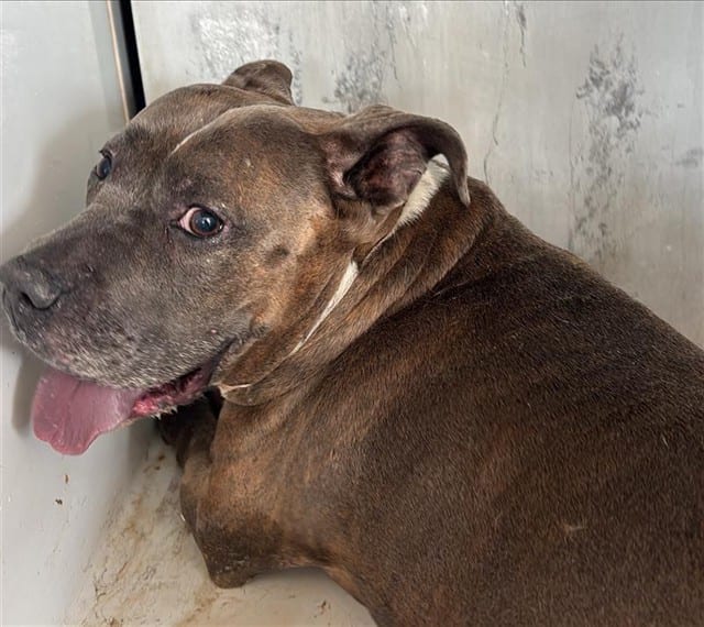 Photo of Francesca, adoptable American Bulldog mix in Houston, Texas