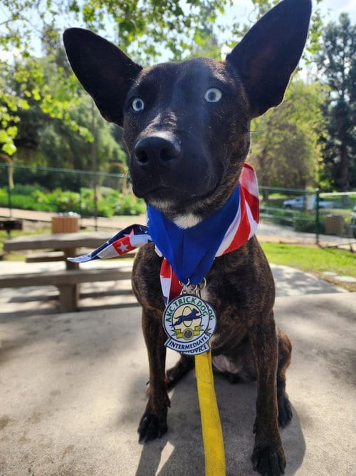 Photo of Rain, adoptable Dutch Shepherd in San Juan Capistrano, California