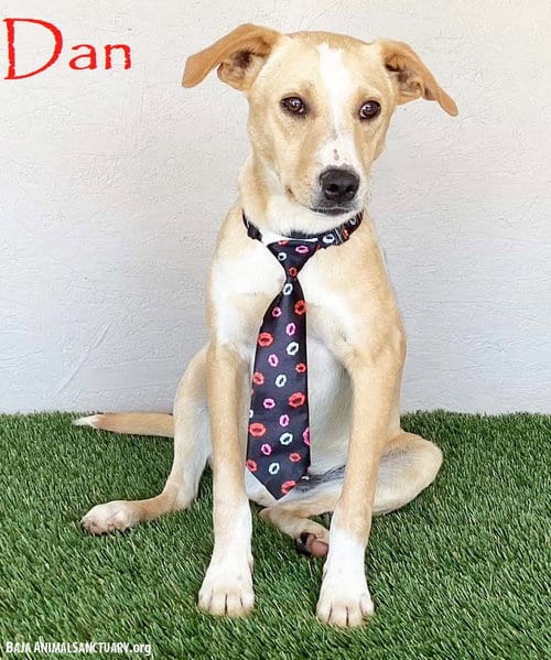 Photo of Dan, adoptable Labrador Retriever in San Diego, California