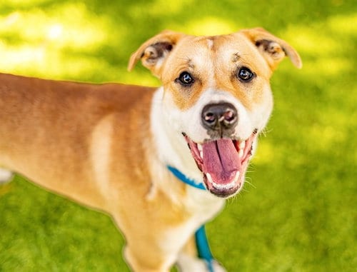Photo of Macklin Celebrini, adoptable Pit Bull Terrier in San Jose, California