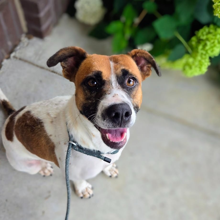 Photo of Pippa, adoptable Mixed Breed in Douglasville, Georgia