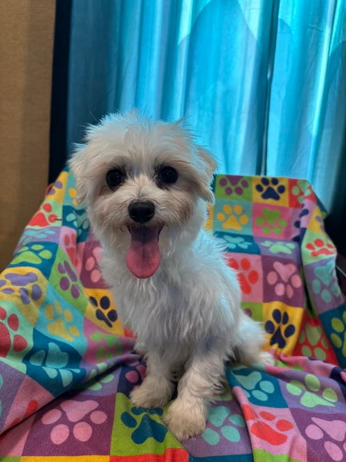 Photo of Paula Mar 26, adoptable Maltese in Pacolet, South Carolina