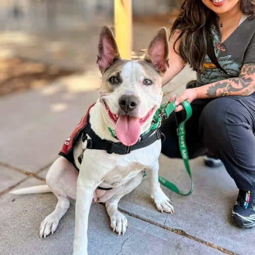 Photo of Frosted Flakes, adoptable Pit Bull Terrier in Oakland, California