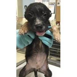 Photo of Lucky, adoptable Terrier (Unknown Type, Medium) in Jurupa Valley, California
