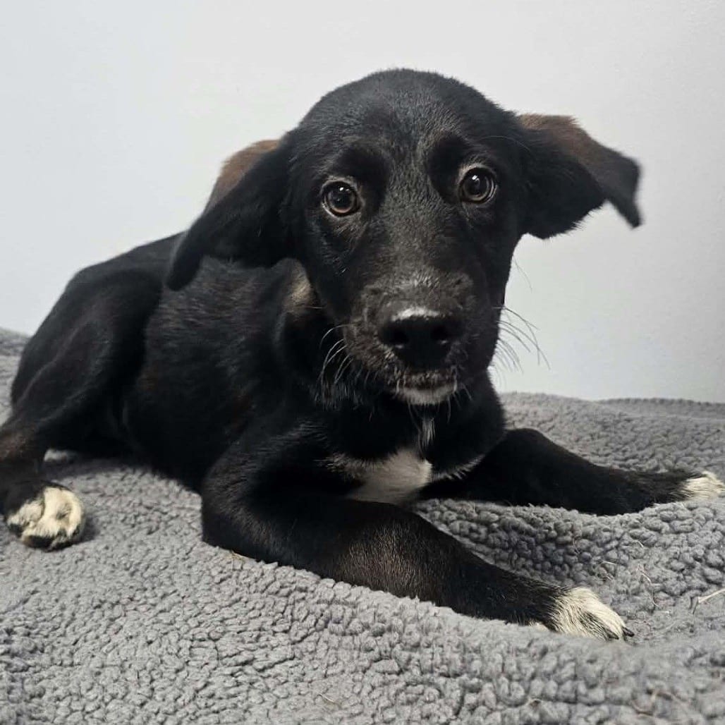 Photo of Waylon, adoptable Mixed Breed (Medium) in Buffalo, Minnesota