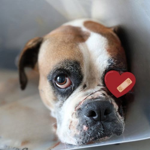 Photo of Missy, adoptable Boxer in San Antonio, Texas