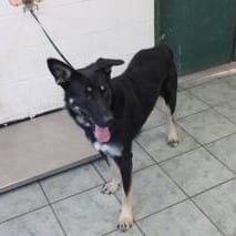 Photo of Coco, adoptable Shepherd, German / Mix in Weatherford, Texas