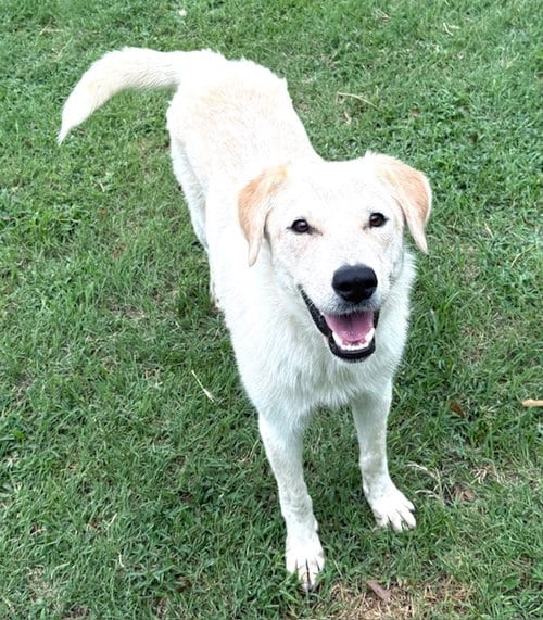 Photo of Ruby, adoptable Labrador Retriever in Gun Barrel City, Texas