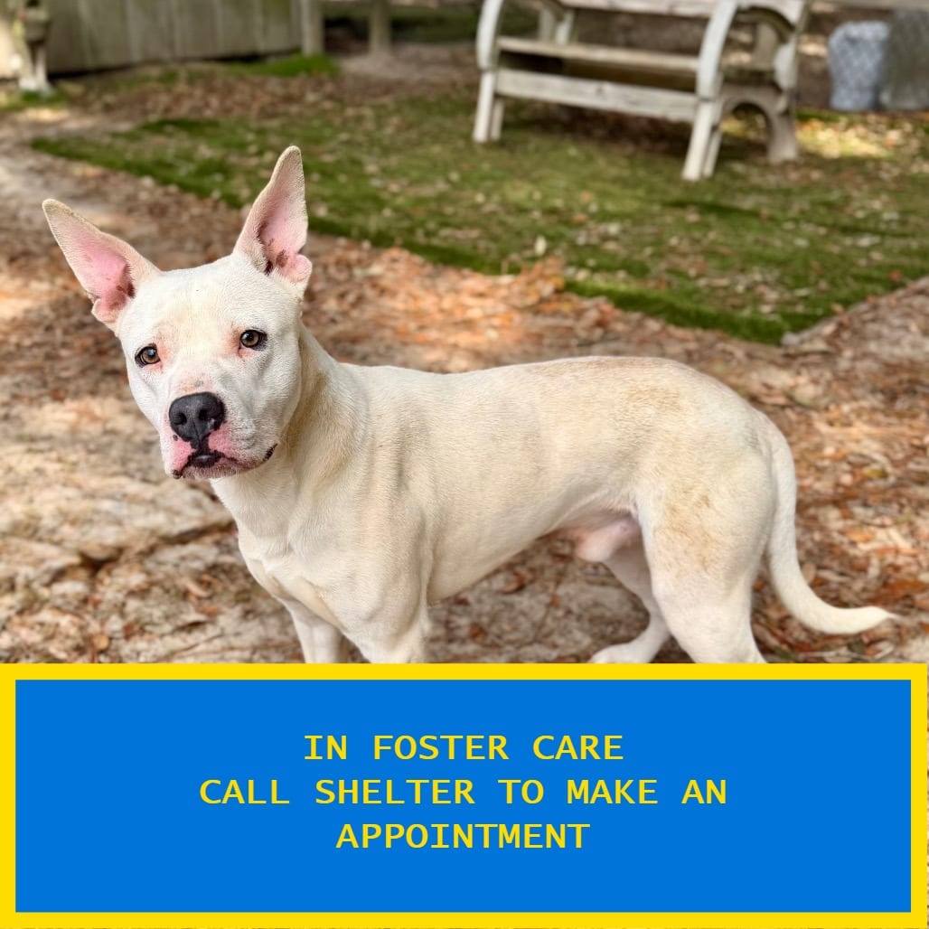 Photo of Crosby, adoptable Mixed Breed (Medium) in Milton, Florida