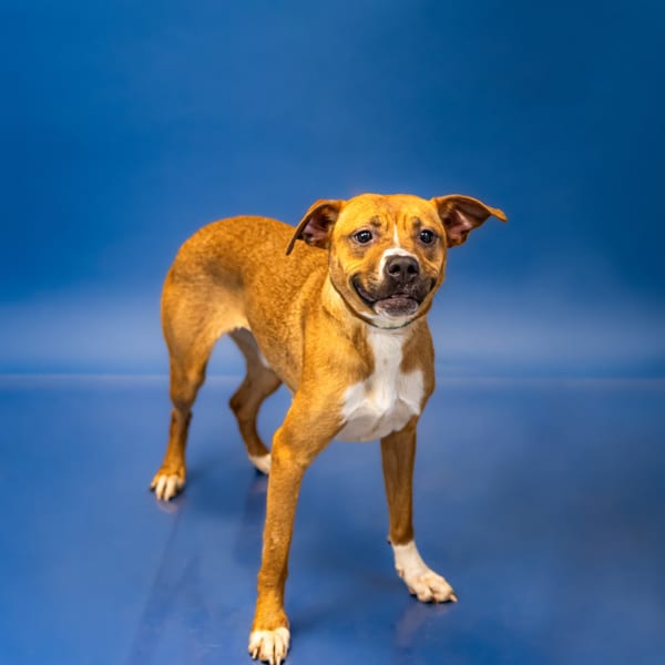 Photo of Honey, adoptable Pit Bull cross in Lawrenceville, Georgia