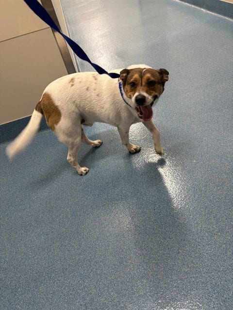 Photo of Checker, adoptable Beagle in Pearland, Texas