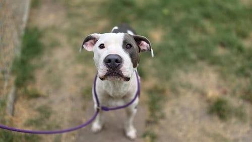Photo of Debo, adoptable Staffordshire Bull Terrier in Houston, Texas
