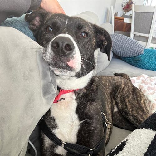Photo of Spudz, adoptable Pit Bull Terrier in Alameda, California