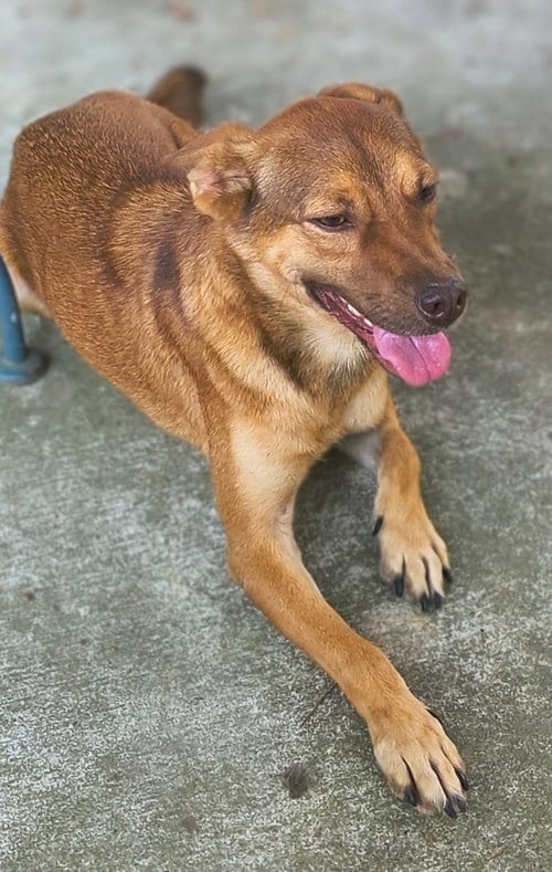 Photo of Rocky, adoptable Australian Cattle Dog/Blue Heeler in Baileyton, Alabama