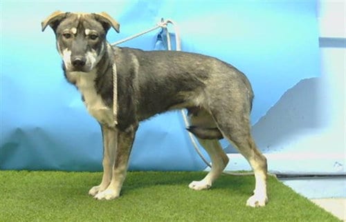 Photo of A5805457, adoptable Siberian Husky in Gardena, California