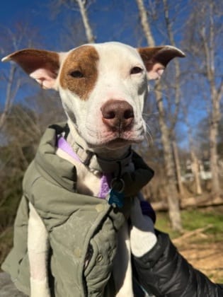 Photo of Maliah, adoptable dog in Chamblee, Georgia