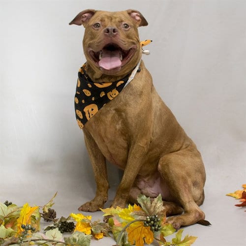 Photo of Jeff, adoptable Terrier in Sanford, Florida