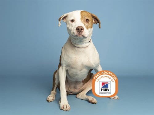 Photo of Trixie, adoptable Boxer in Phoenix, Arizona
