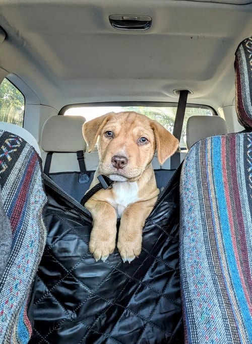 Photo of Fox Mulder, adoptable Labrador Retriever in Sandy, Utah