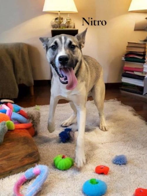 Photo of Nitro, adoptable German Shepherd Dog in La Grange, North Carolina
